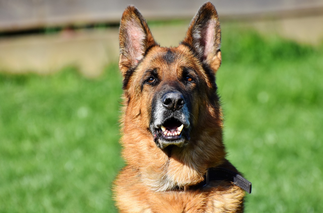 The Best Dog Breeds for Guarding and Protection